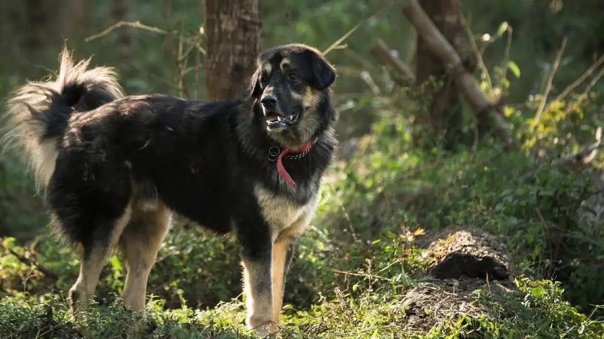 Life lessons from a furry friend. 
