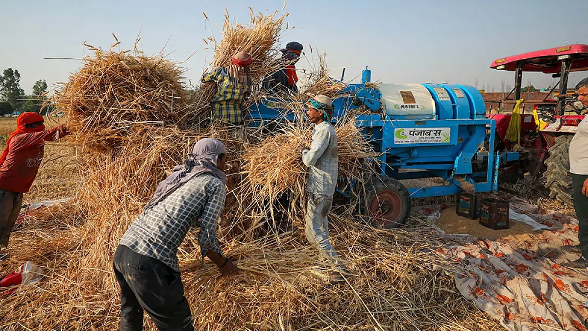 Wheat ban.