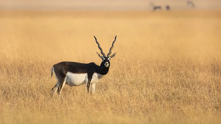 A male blackbuck in Gujarat's grasslands - null