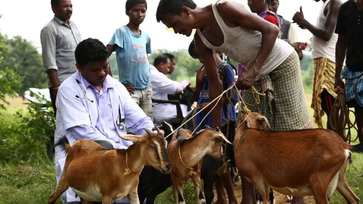 Veterinary services 
