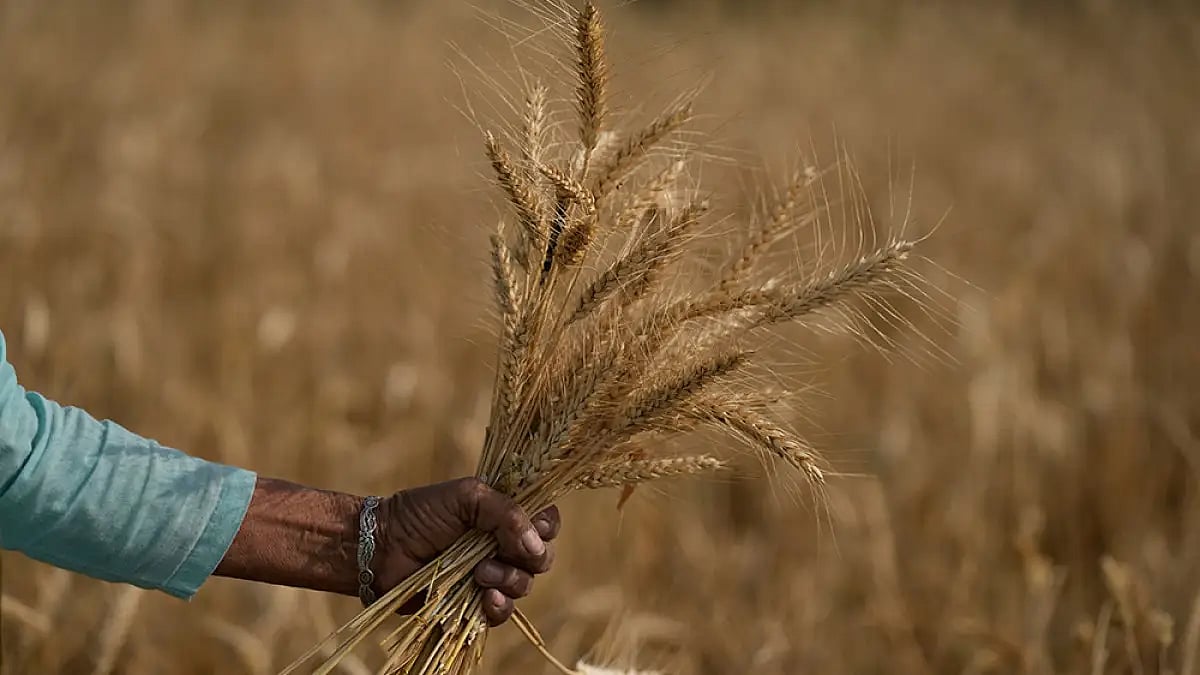 India wheat production