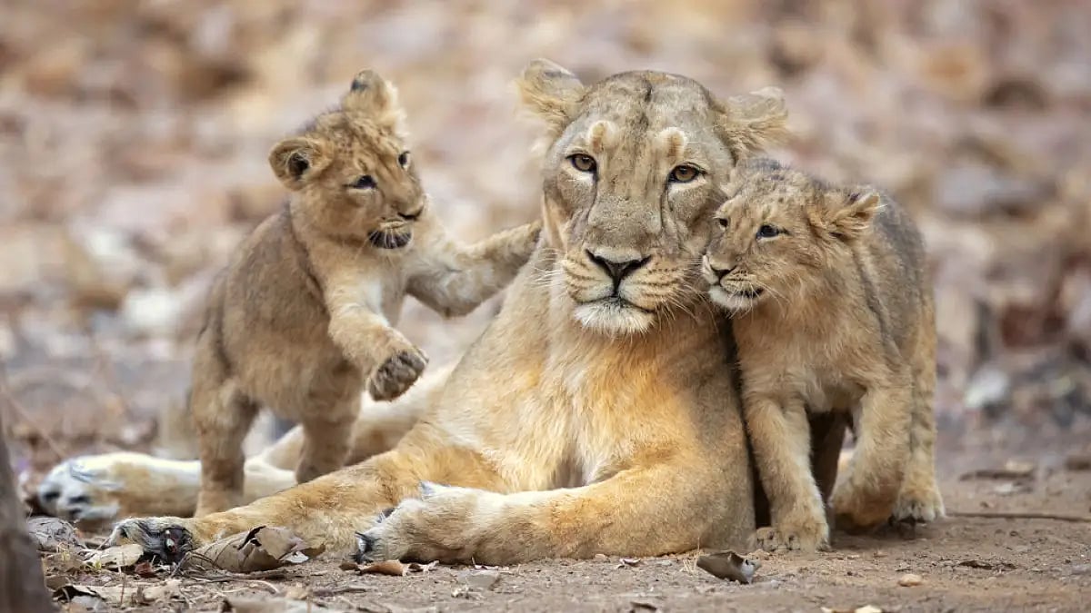 Man Chases Lion with his Tractor in Gujarat; Arrested