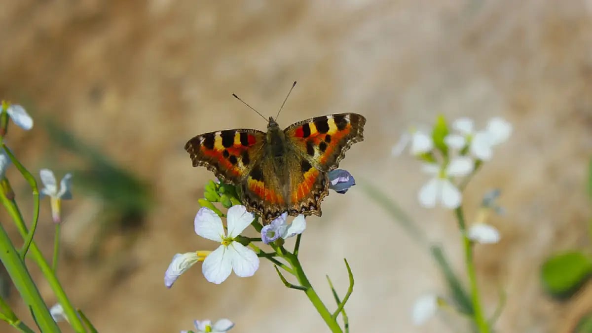 Closeup of a beautiful butterfly 