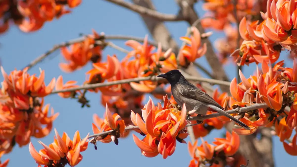 The red-vented bulbul in Gujarat 