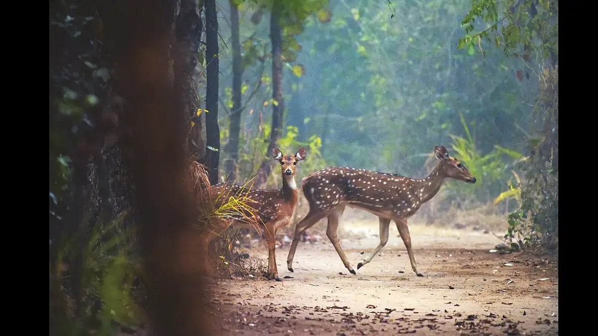 A group of spotted deer crossing the road in Satpura Tiger Reserve