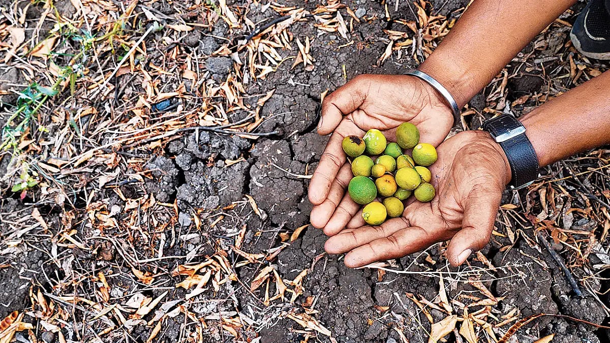 Heatwave Affecting Orange Yield And Quality In Maharashtra’s Vidarbha