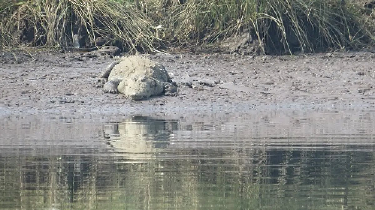 Mugger or the Marsh crocodile is listed as endangered on the IUCN Red List