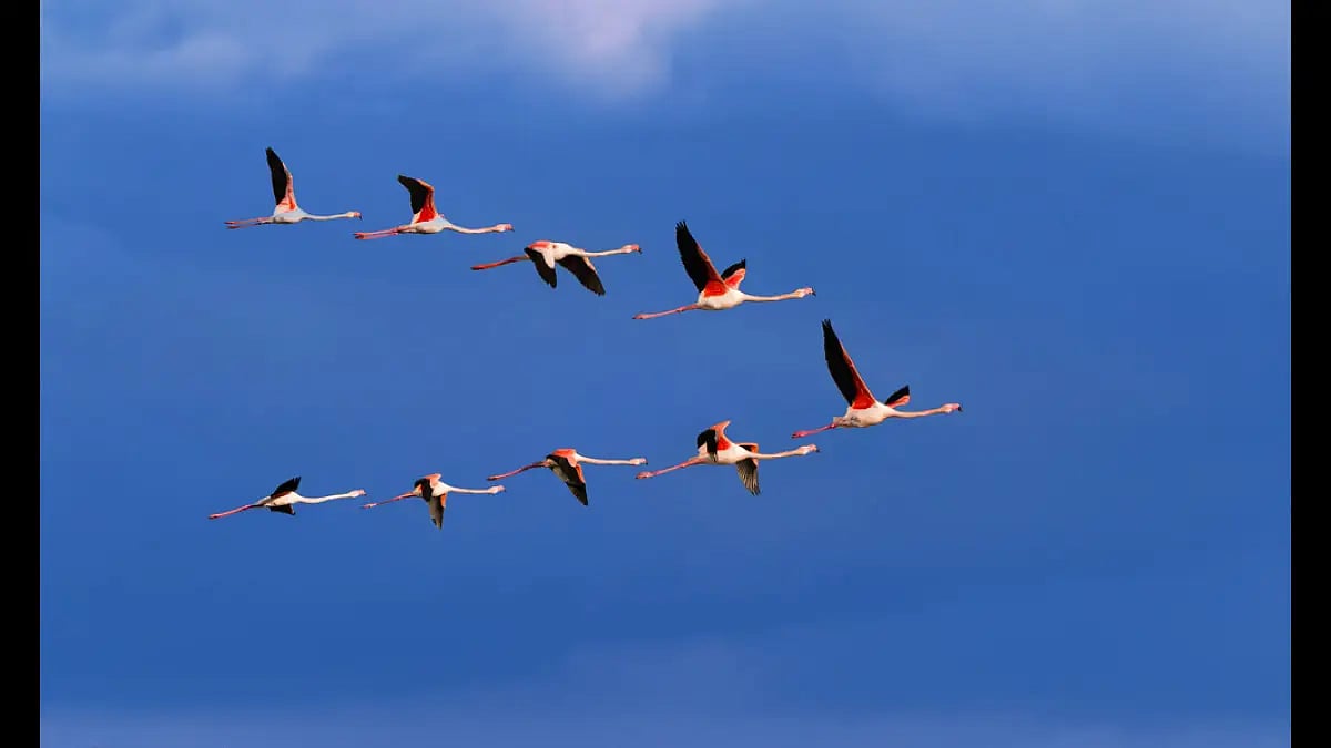WMBD: Raise awareness about conservation of migratory birds