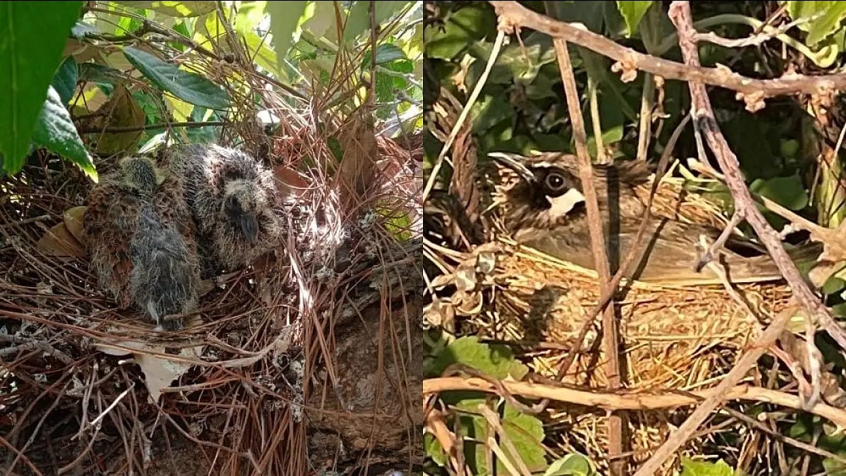 Spotted Dove (left) and brooding by White Eared Bulbul (right).