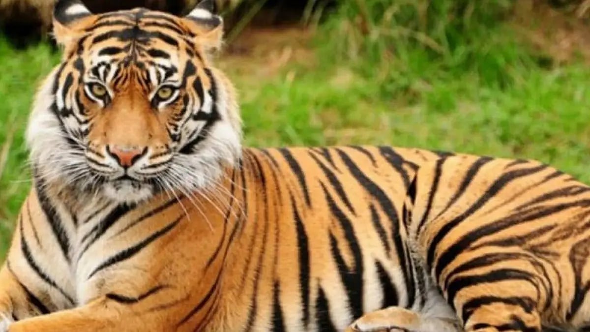 World Endangered Species Day 2022.