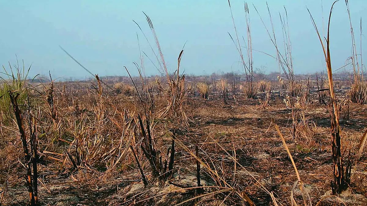 Belly Of The Beast: How Climate Change Is Affecting India’s Farmers