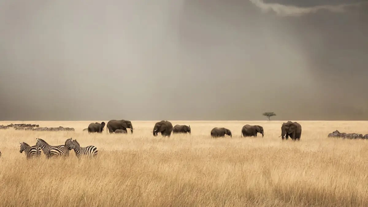 Stormy skies over the red oat grass of the Masai Mara. 