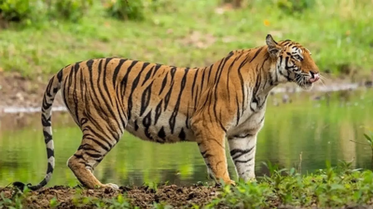 Forest Personnel Killed In Attack By Big Cat In Uttarakhand's Corbett Tiger Reserve