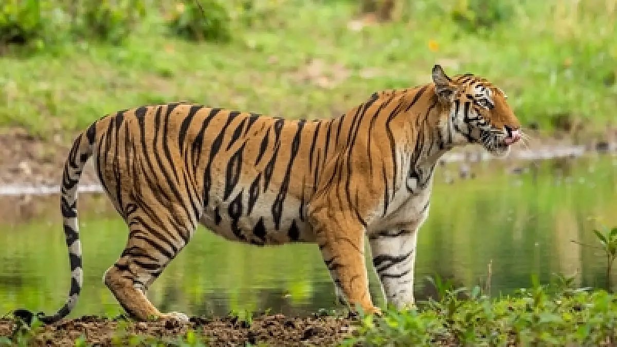 Indias 52nd Tiger Reserve - Rajasthan’s Ramgarh Vishdhari Sanctuary 