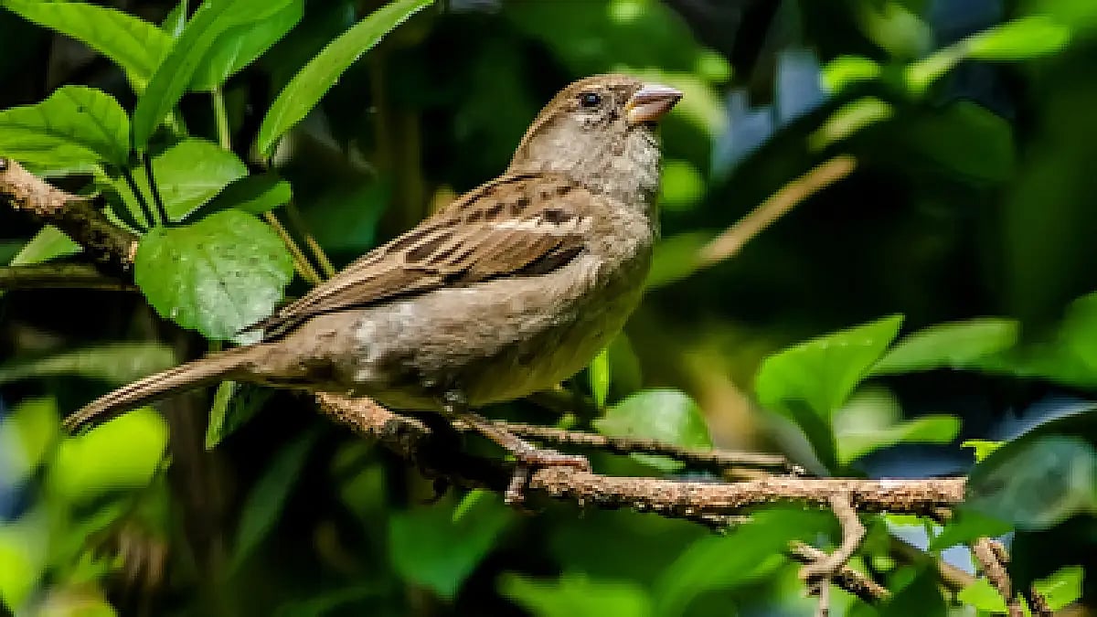 'Love Sparrow' Drive Launched