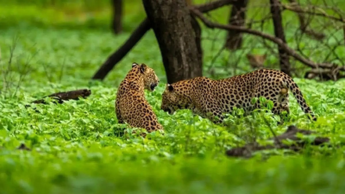 The Amargarh Leopard Safari is set in the Aravalli Hills which is just 30 minutes from Jaipur