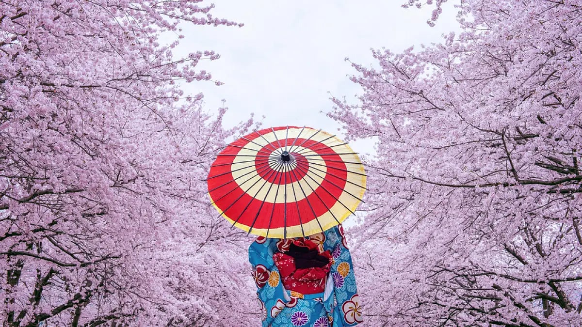 Cherry Blossoms announce the arrival of spring in Japan  - null