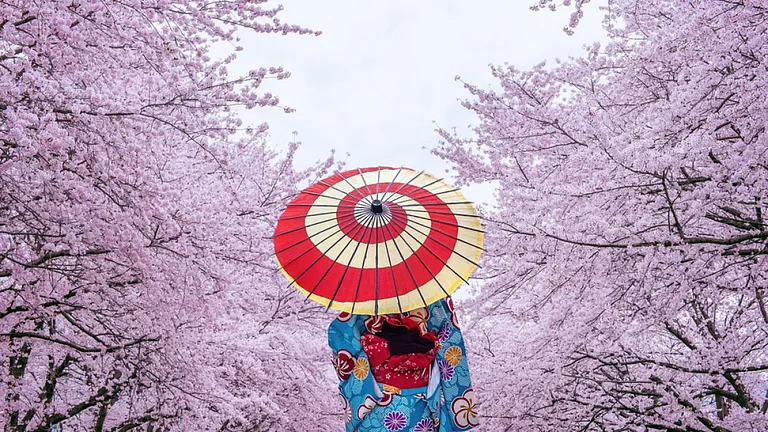 Cherry Blossoms announce the arrival of spring in Japan - null