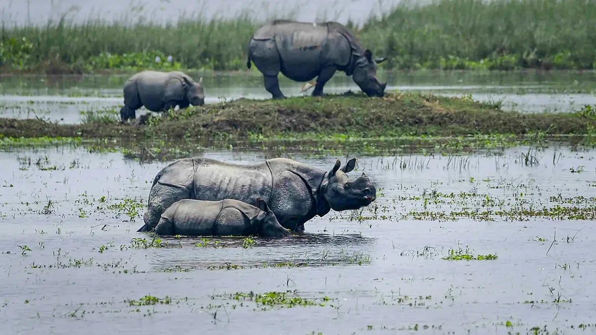 One-horned rhinoceros at Pobitora Wildlife Sanctuary