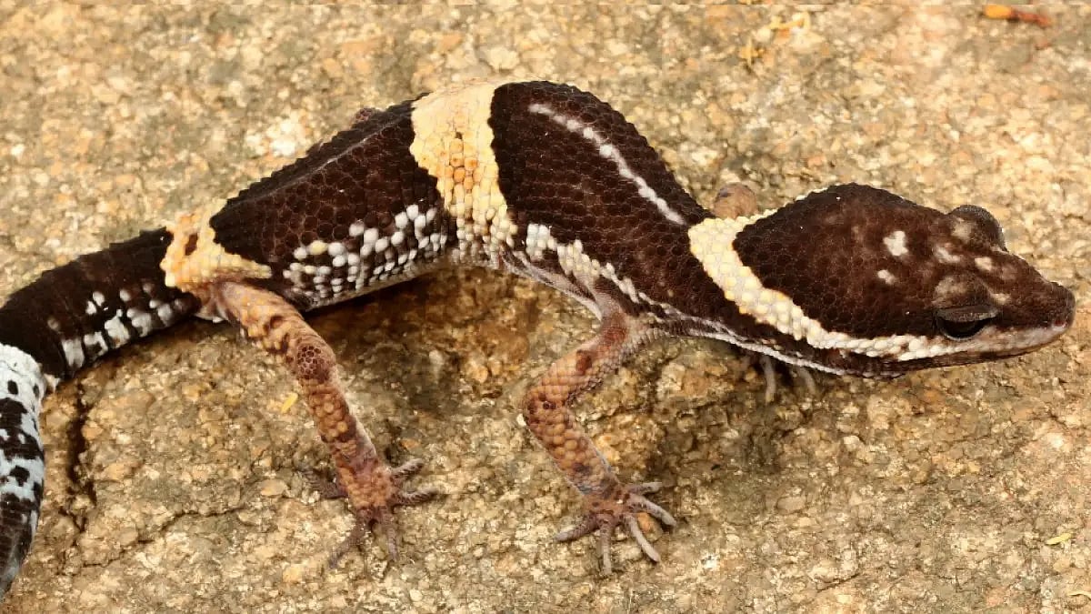 Leopard Gecko- A new specie