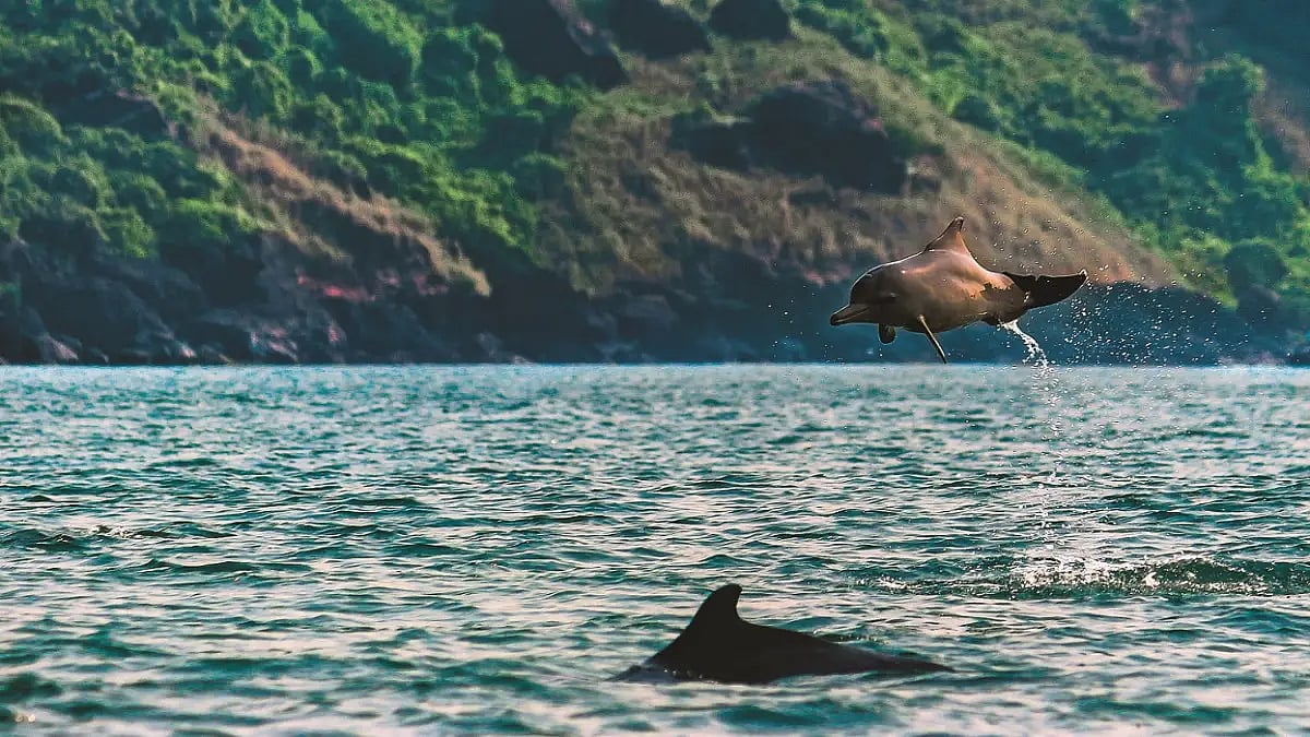 Dolphins presence in Goa’s near shore waters has led to a proliferation of boat operators 