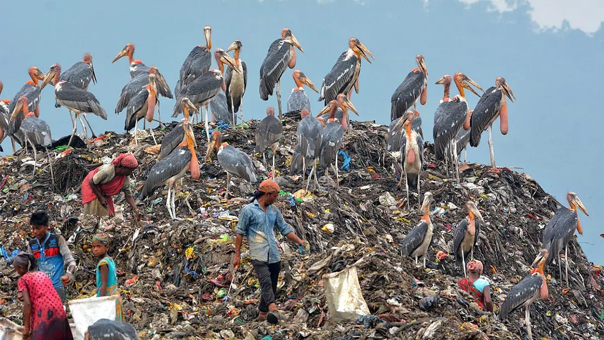 Mismanagement of garbage during the MCD poll campaign