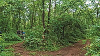 A walk in the forest of Vanvadi