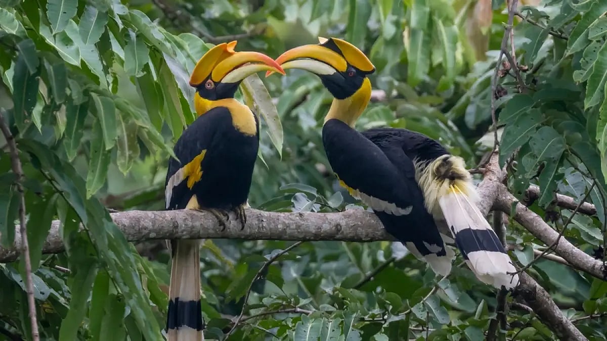 By 2027, there are high chances that birds might not breed again