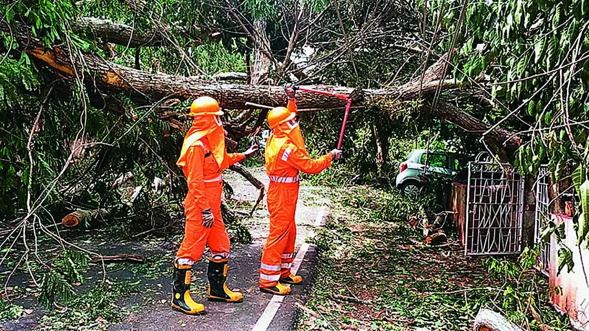 Fragile Ecology: Workers clear trees after storm devastation in Goa.