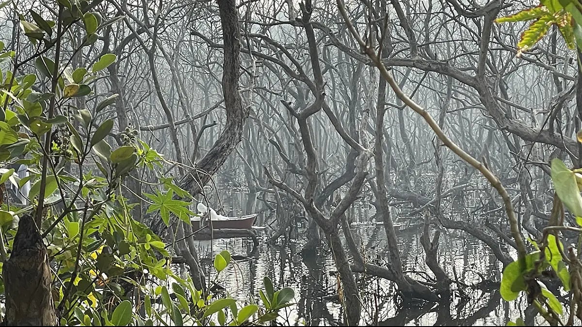 Mangroves along Goas coast are a lifeline for biodiversity and human existence.