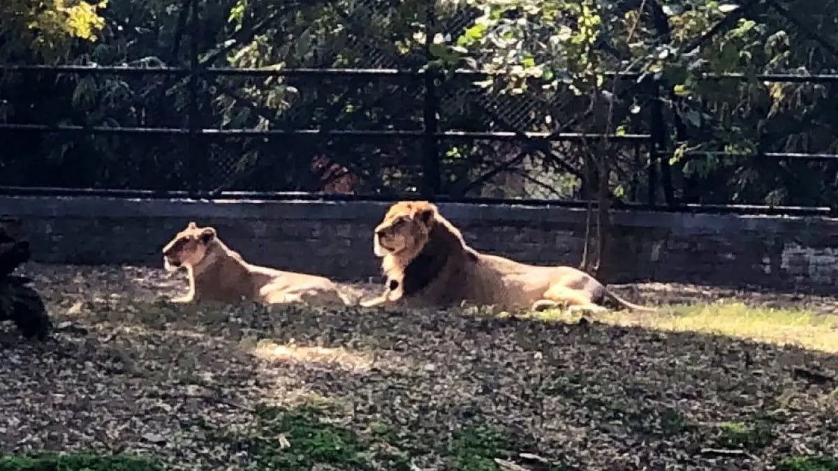 Two lions at Delhi Zoo. The vaccine is recommended to be first administered in zoos. 