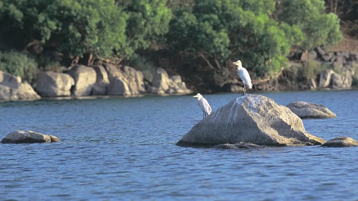 Ken River at Panna, MP