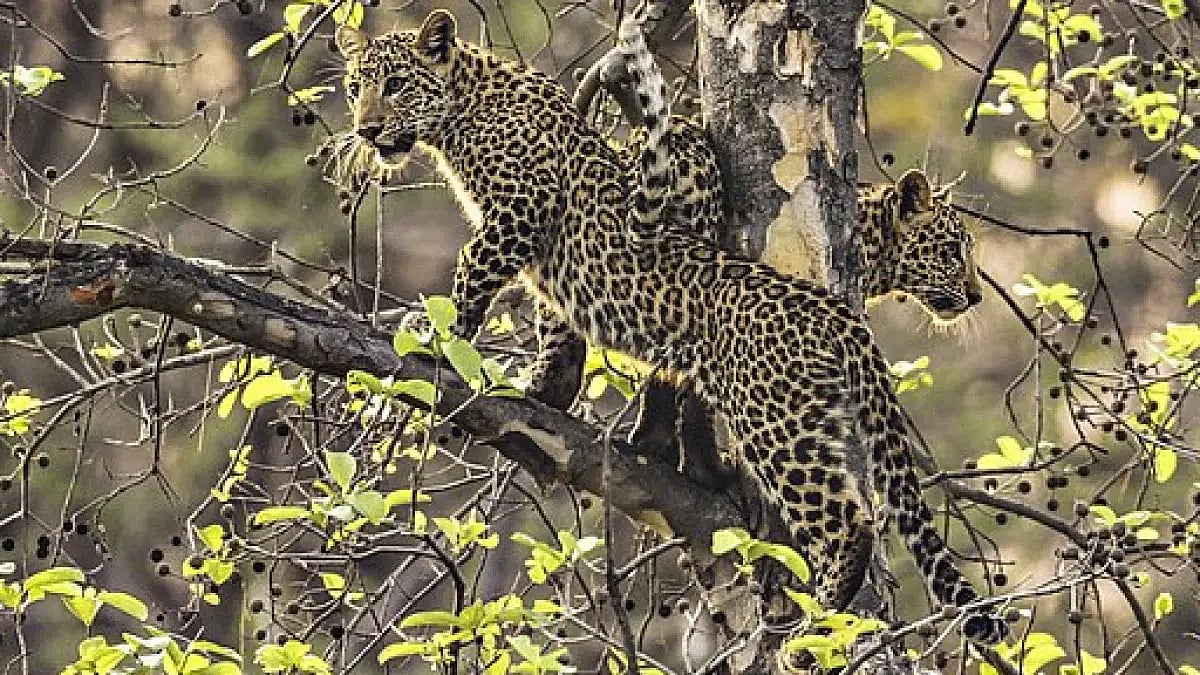 Indias tiger-centric conservation is affecting other animals habitat, such as leopard