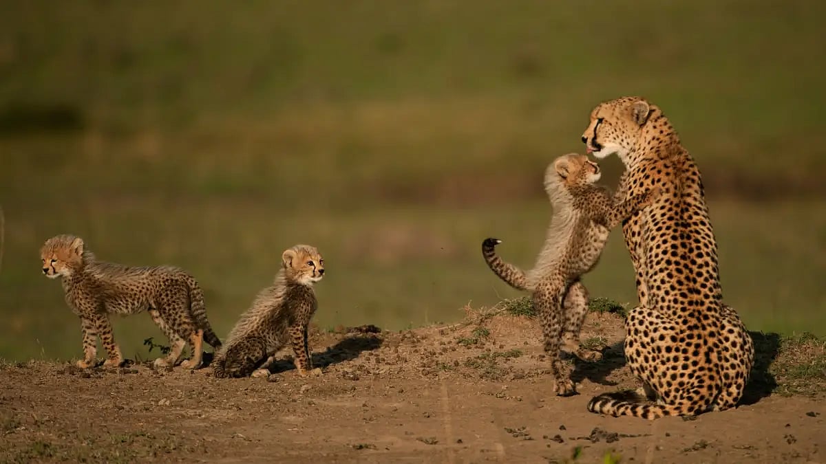 File Photo : Cheetah Conservation Representational Image