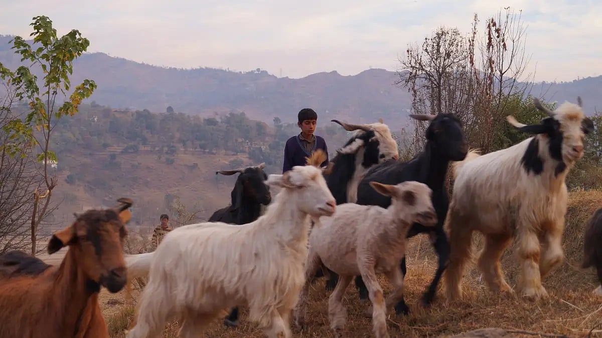 90 Sheep Run Over In A Freak Accident In UP's Balrampur