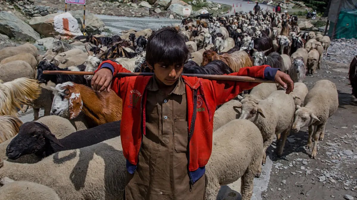 Gujjar-Bakarwal tribes moved to Kashmir in for green pastures for cattle, as per a scholar