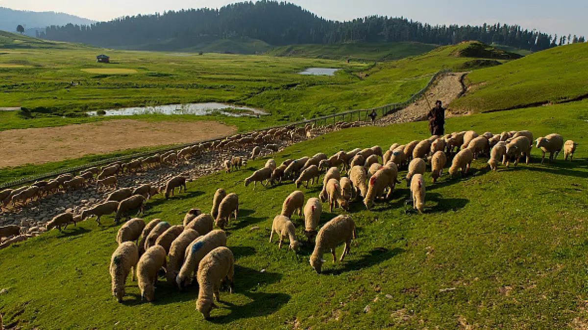 Gujjars and Bakarwals, the traditional forest dwellers in Jammu and Kashmir