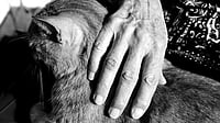 Short Story: The Lady And Her Umpteen Cats Short Story: The Lady And Her Umpteen Cats