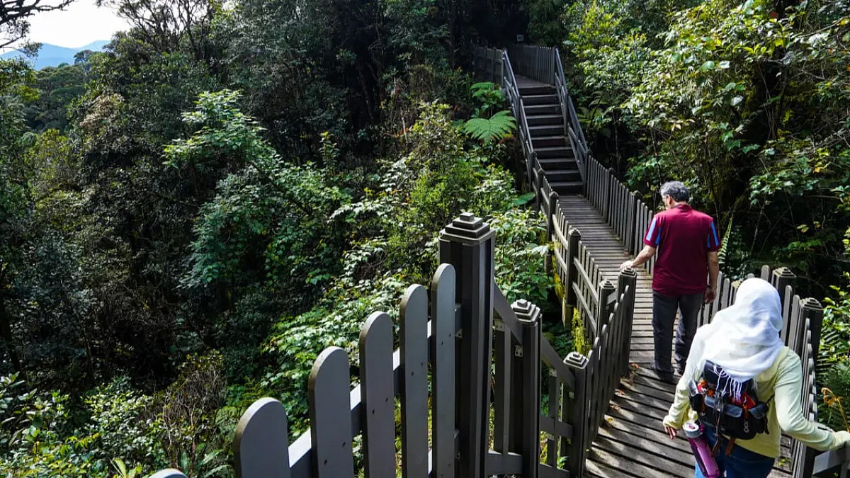 A moss forest in Malaysia