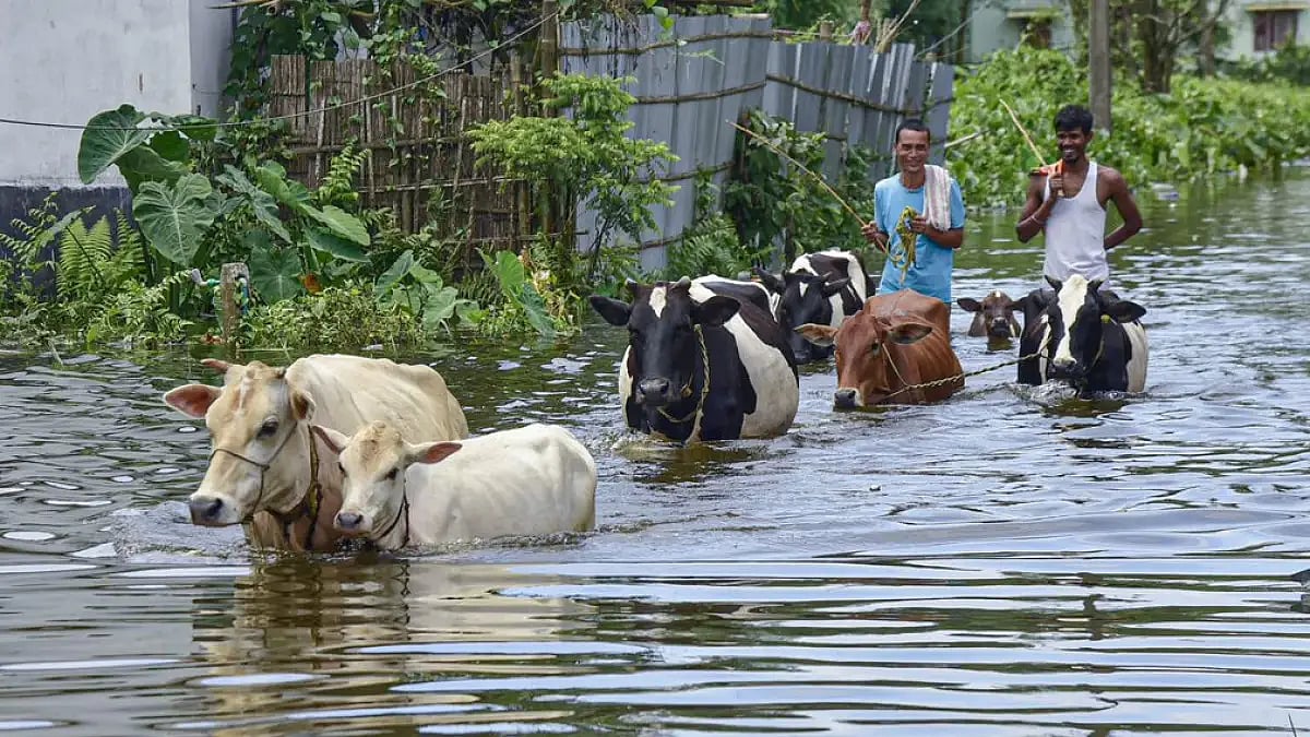 Assam floods.