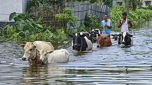 Assam floods.