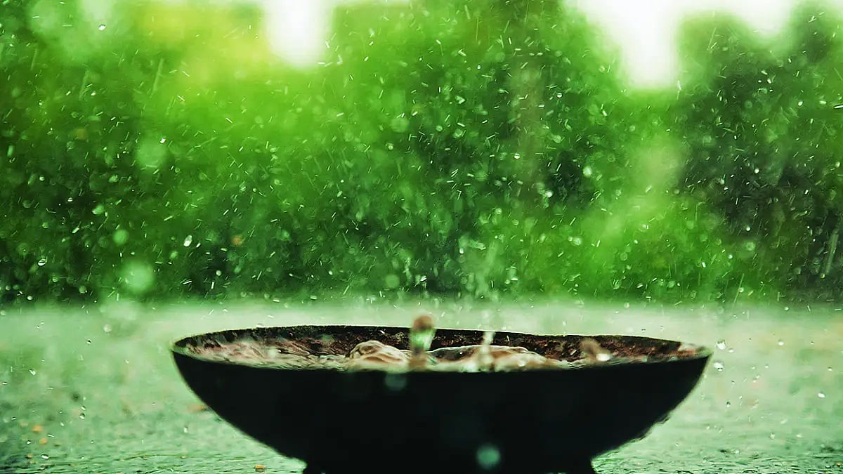 Drenched In Music: Indian Monsoons Birth Melodies And Freedom