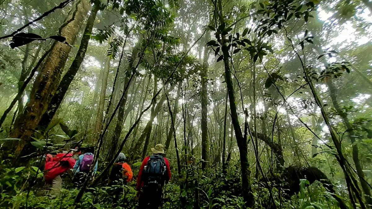 Hiking around the Mossy Forest in Malaysia
