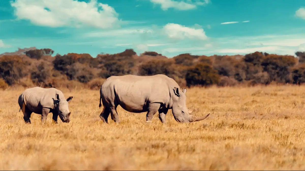 It is the only national park to provide shelter to all Big Five African game animals