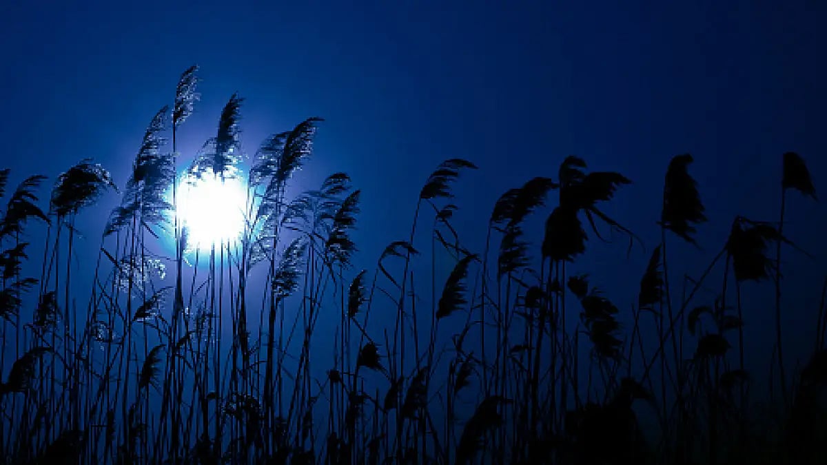 Poems to read on lonesome nights 