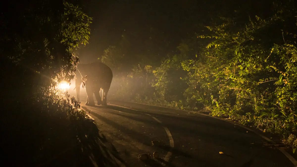 The animals are awakened by the lights of the vehicles