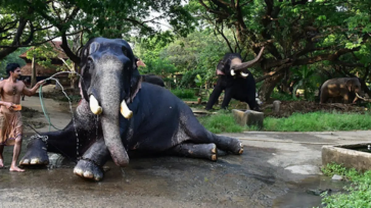Guruvayoor temple elephants get a month-long break from work during the monsoon