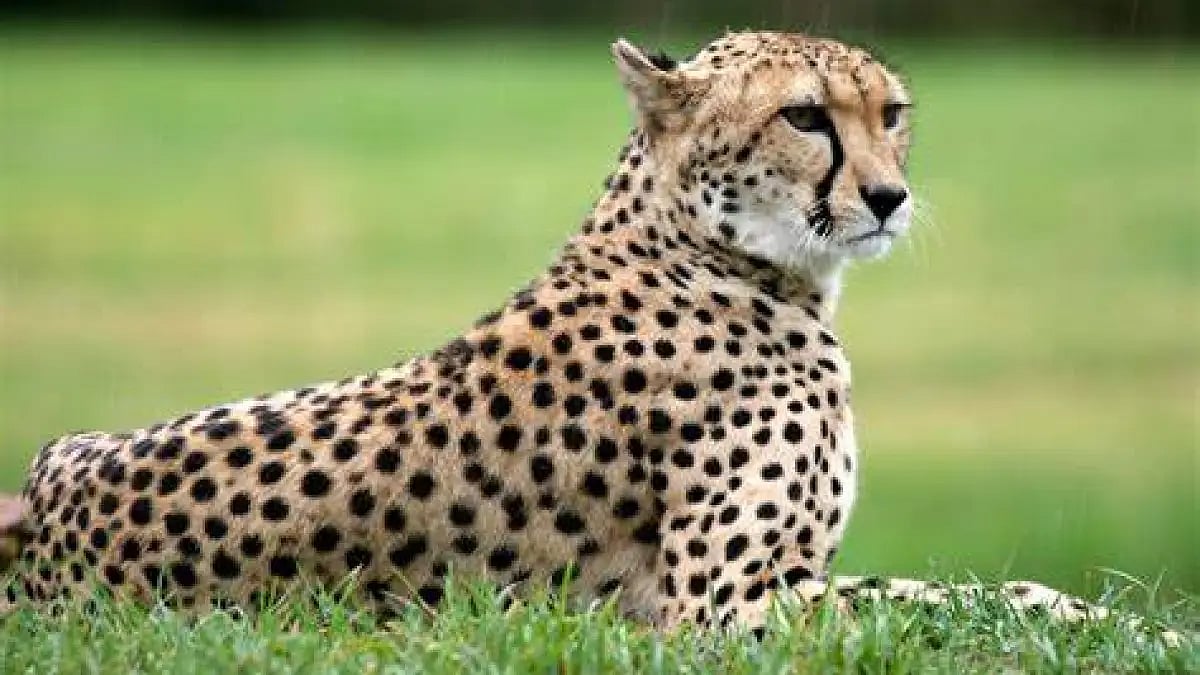  India inks pact with Namibia for reintroduction of cheetahs