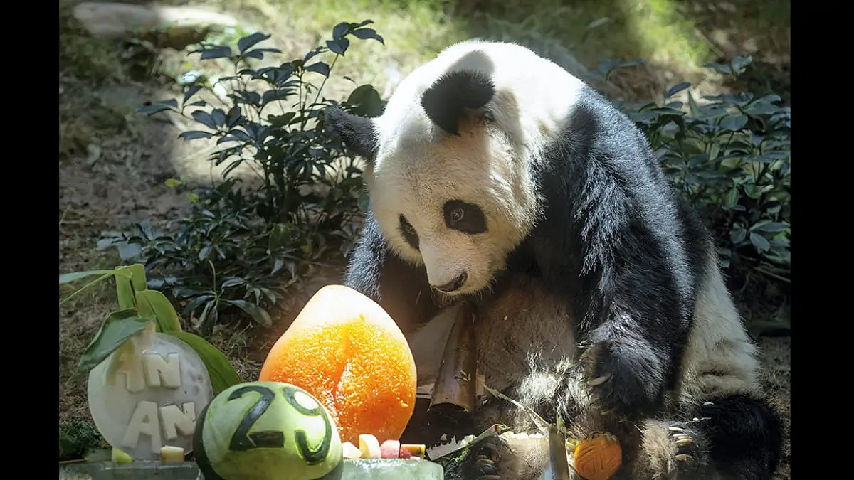 Chinese Giant panda - null