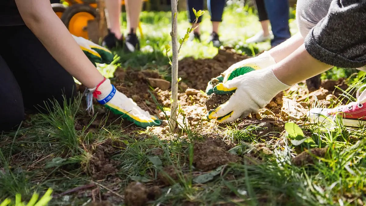 The government has planned to distribute 1.50 lakh saplings for community forests
